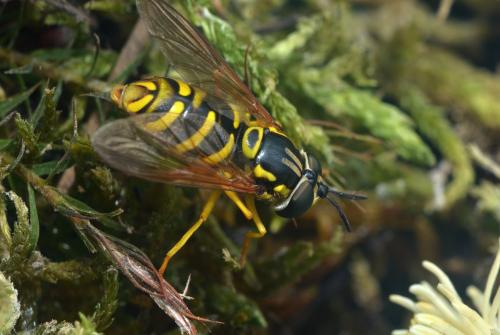 Réf. 213 708 : Chrysotoxum elegans